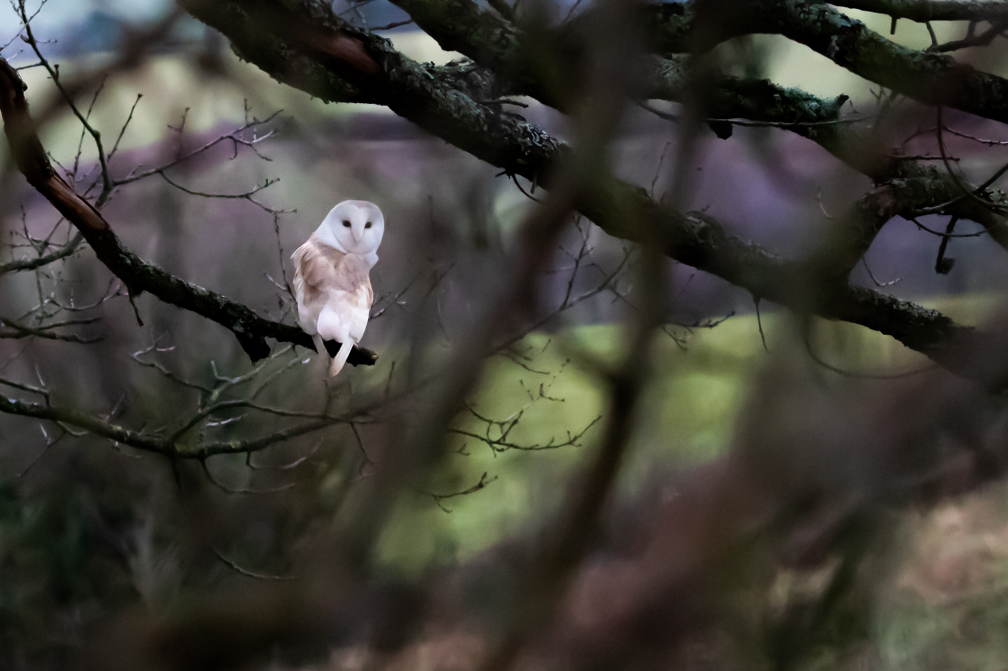 Barn owl perched on a branch at Llanlawrence